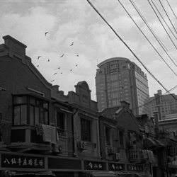 Photo: Shanghai Birds